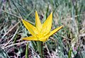 Liliaceae - Tulipa Australis